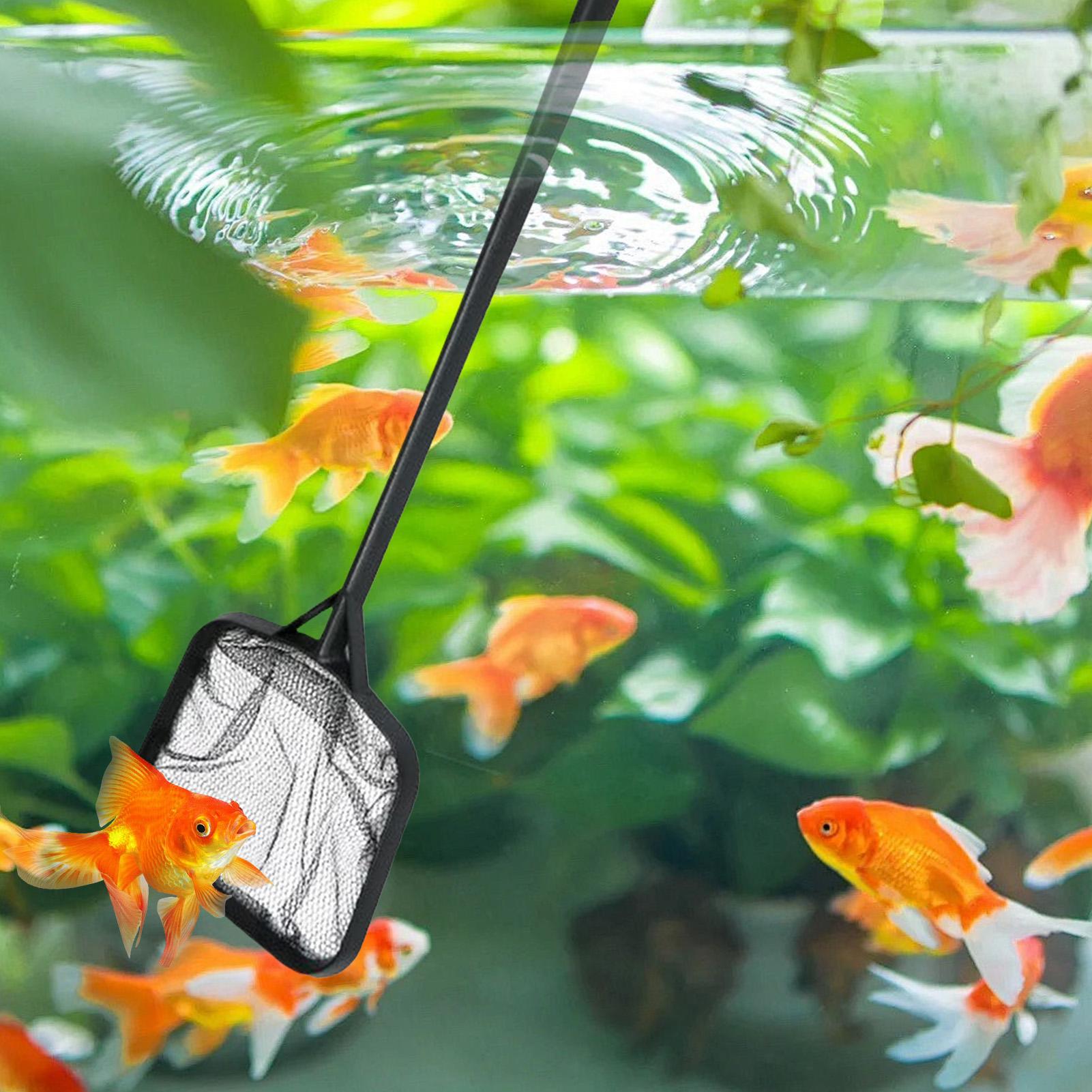 ตาข่ายทำความสะอาดสระว่ายน้ำแบบ - Aquarium Fish Breeding บทวิจารณ์และราคา