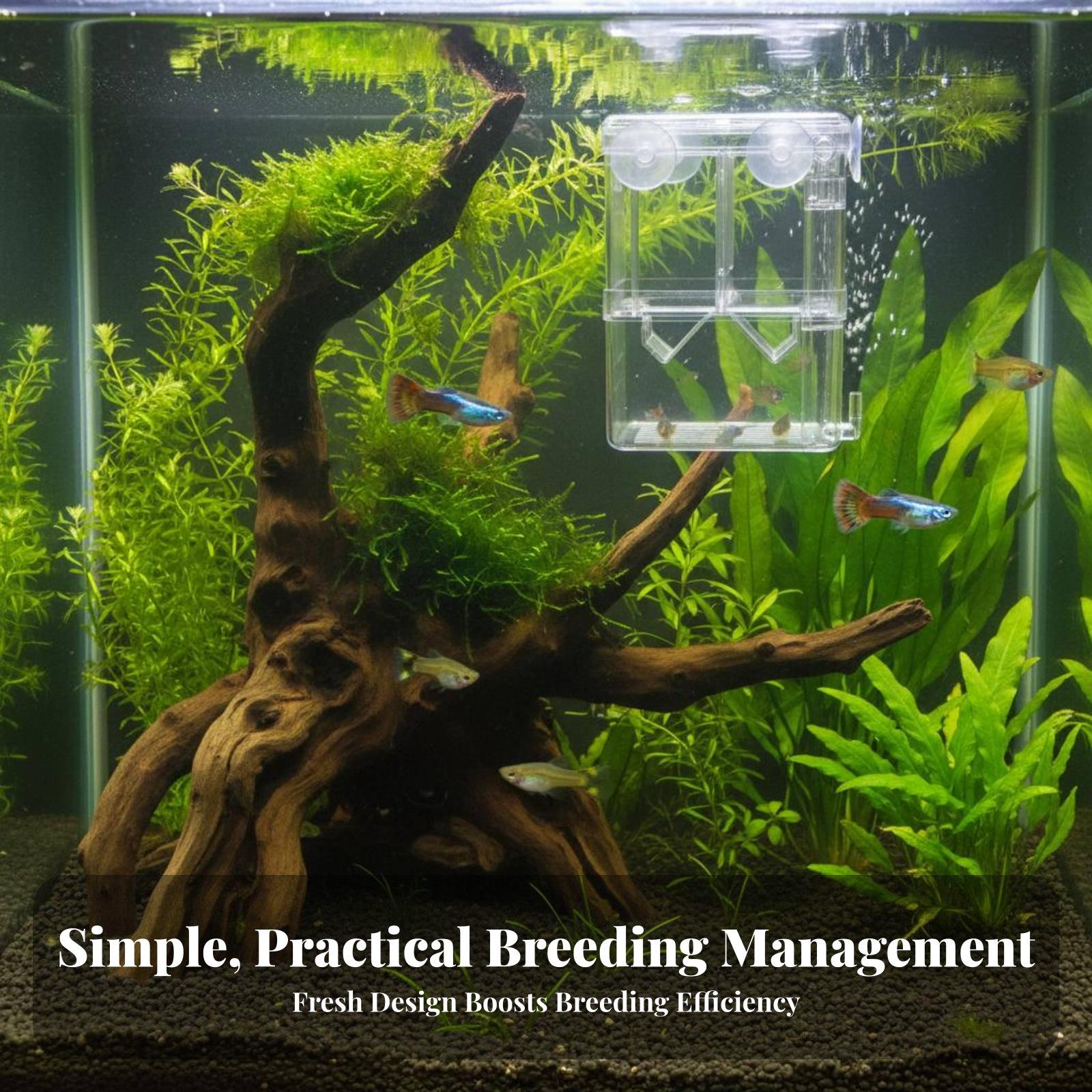 ตู้เพาะพันธุ์ปลาสองชั้นสำหรับแ - Aquarium Fish Breeding บทวิจารณ์และราคา